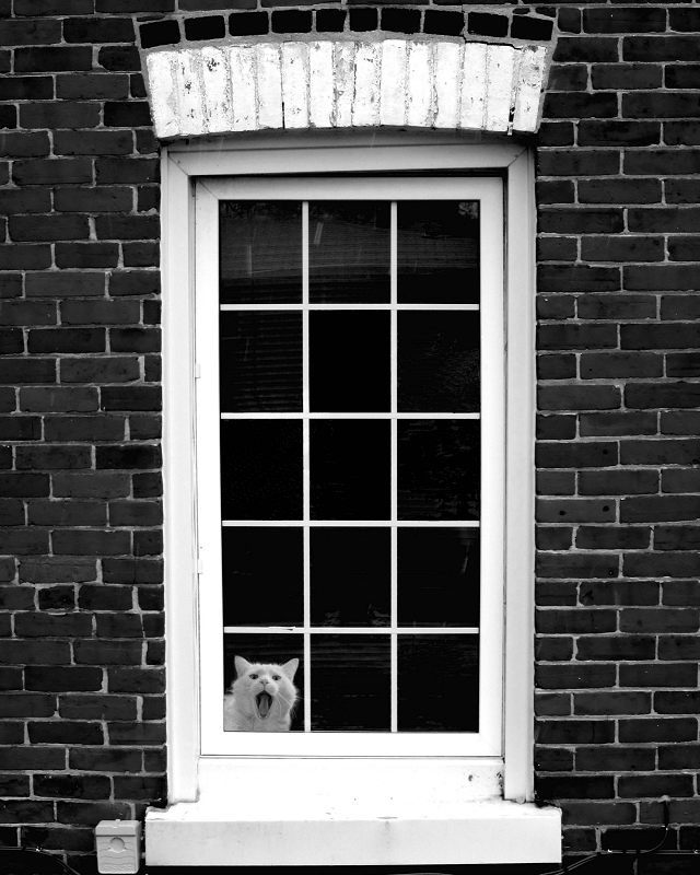 Photograph of a cat looking out a window